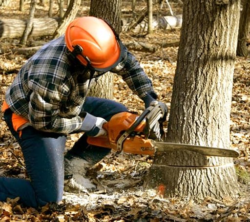 Tree Removal in Weidman, MI